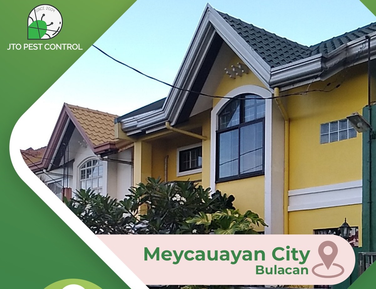 Best Pest Control in BULACAN | Malolos, Meycauayan, San Jose del Monte