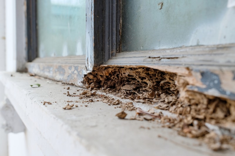 Preserving Homes, Protecting Families: Understanding the Vital Importance of Pest Control