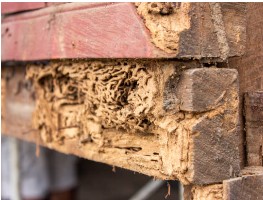 termites inspection