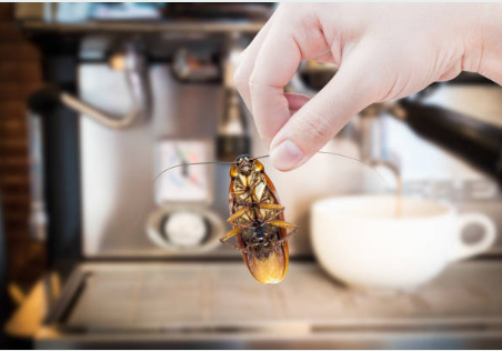 How to Keep Cockroaches Out of Your Kitchen: Expert Tips and Tricks