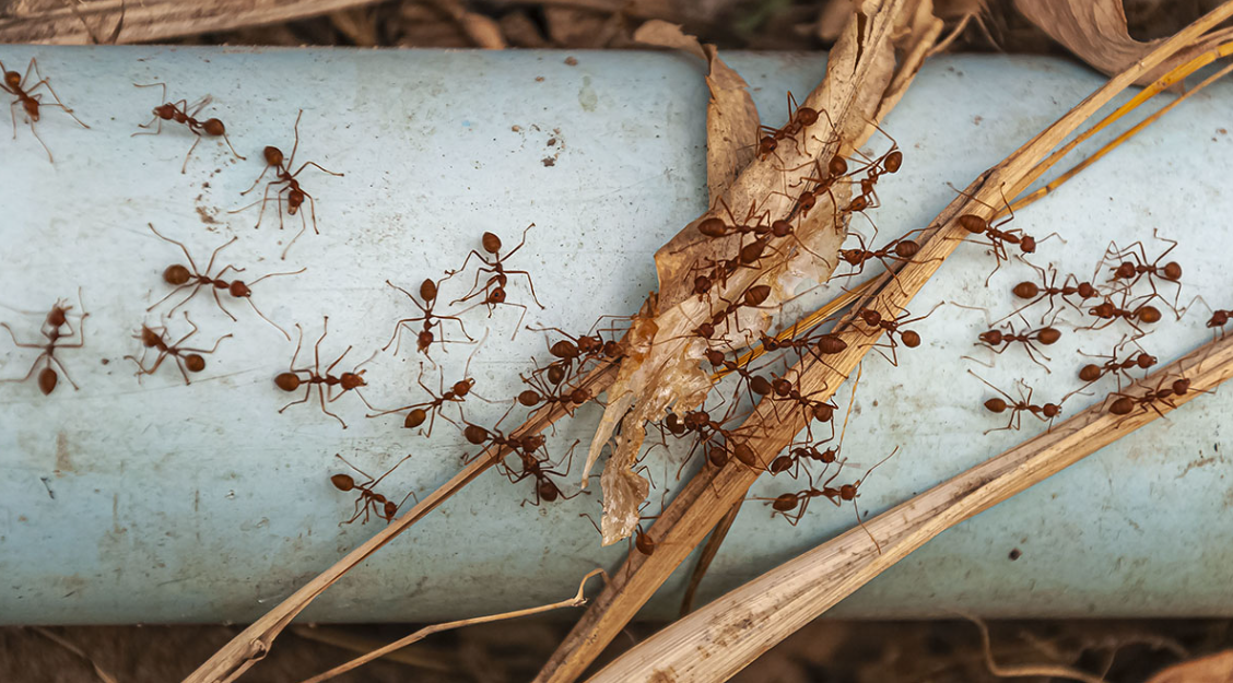 The Role of Professional Pest Control in Managing Severe Ant Infestations