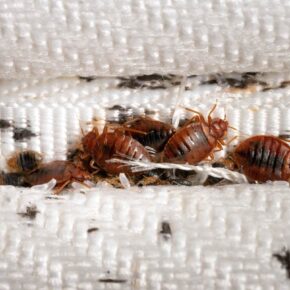 bed bugs control