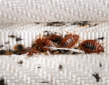 bed bugs control