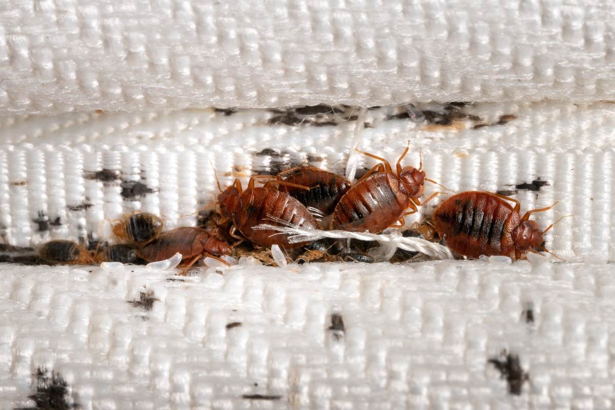 Understanding Bed Bugs: Prevention and Control