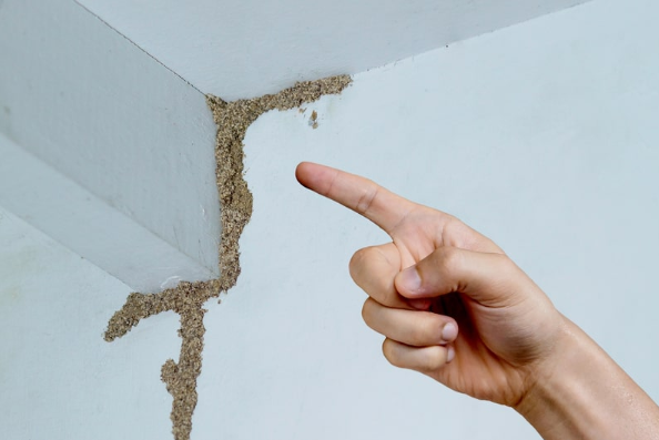 Top Signs of Termite Infestation You Might Be Missing