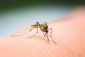 Eco-Friendly Mosquito Control: How to Protect Your Home and the Environment