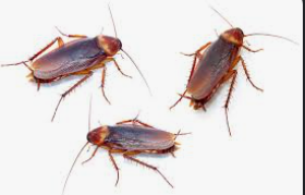 Why Cockroaches Are Hard to Kill and What You Can Do About It