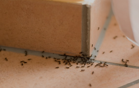 Safe DIY Solutions for Ant Control: Eco-Friendly Methods That Work