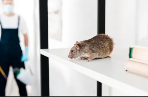 DIY Rodent Control: When to Call in the Professionals