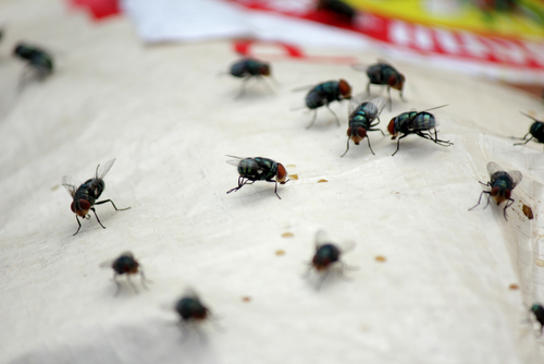 Why Flies Love Your Garbage: Top Tips for Fly-Proof Waste Management