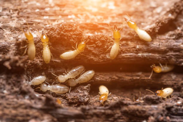 DIY vs. Professional Termite Treatment: Why Calling an Expert Saves You Time and Money