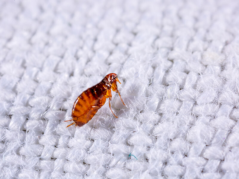 Effective Strategies to Keep Fleas Out of Your Home for Good