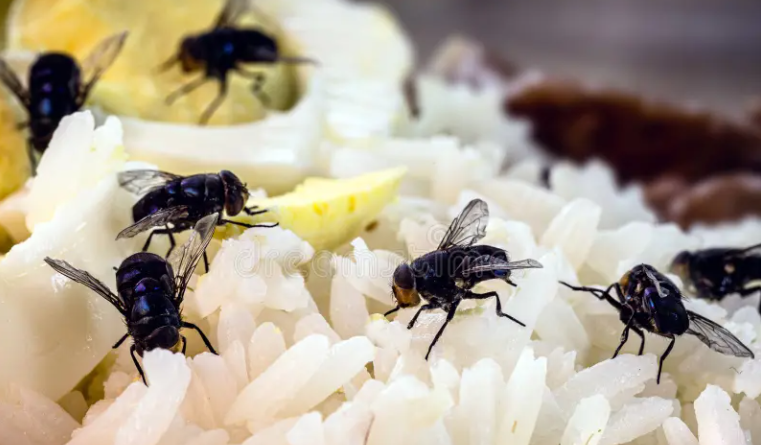 Effective Fly Control: Tips to Keep Your Home and Yard Free from Flies