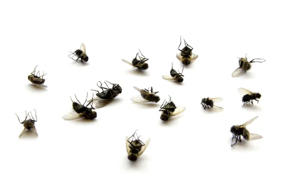 Effective Ways to Keep Flies Out of Your Home During Summer