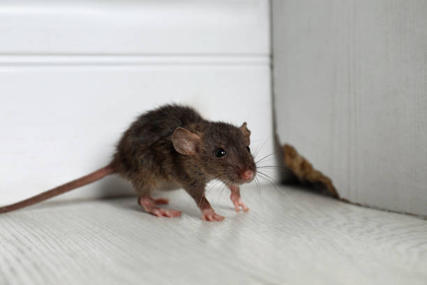 The Importance of Professional Rodent Control for Urban Areas