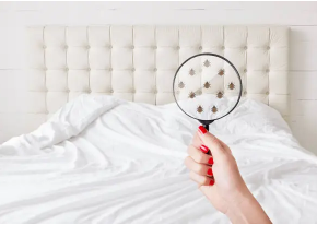 bed bug control