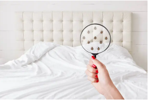 Bed Bug Control: How Long Does It Really Take?