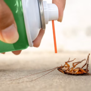 cockroach control