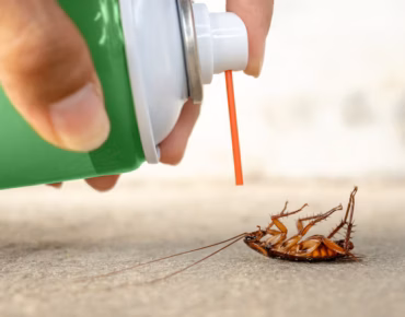 cockroach control
