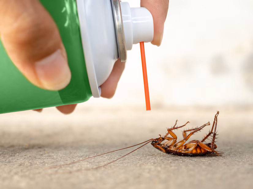 Why Regular Cleaning Isn’t Enough to Keep Cockroaches Away