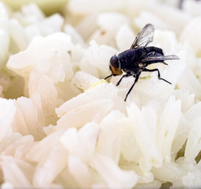 flies at home