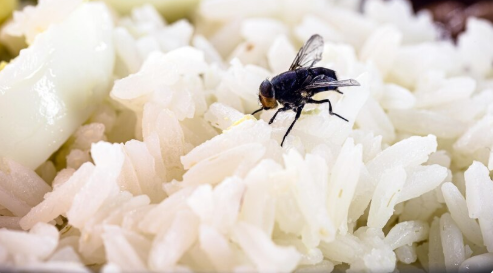 How Flies Survive and Thrive in Different Environments