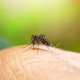 mosquito control