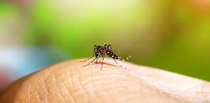 When Mosquitoes Are Really Most Active: Warmer Months vs. the Rainy Season