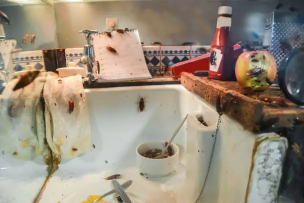 How Poor Hygiene Attracts Pests and Endangers Your Home
