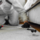 pest inspection