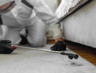 How Often Should You Inspect for Pests? A Guide for Every Home
