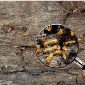 termite control