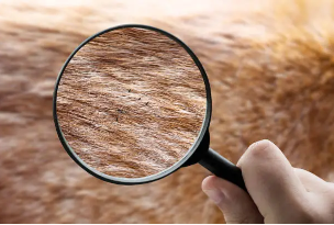 Ways to Prevent Fleas in Multi-Pet Households