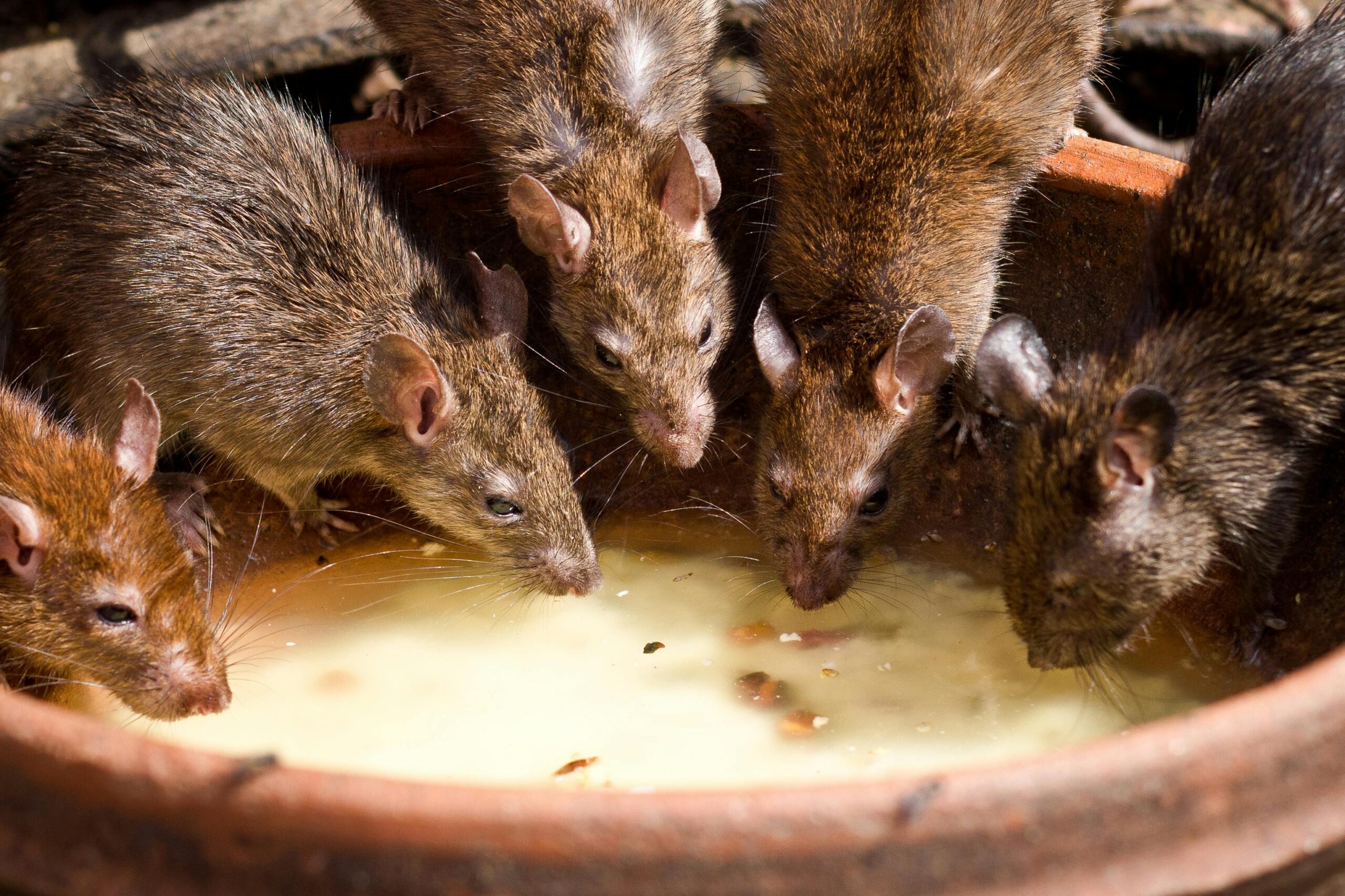 Apartment Living and Rodent Control: Keep Your Shared Spaces Pest-Free