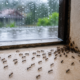 Ant Infestations