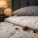 Bed Bugs
