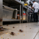 Cockroach Hotspots in Food Businesses and How to Eliminate Them