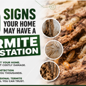 termite infestation