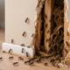 ant colony