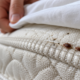 bed bug control